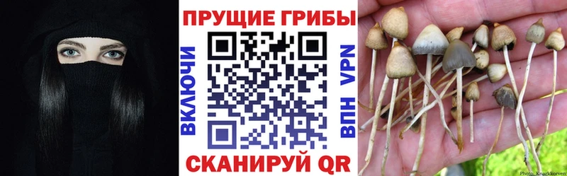 где продают shop клад Псилоцибиновые грибы GOLDEN TEACHER Ивдель